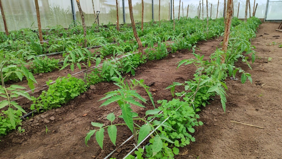 Cultivo de tomate orgânico consorciado com coentro em estufa agrícola promove sustentabilidade no Brejo paraibano